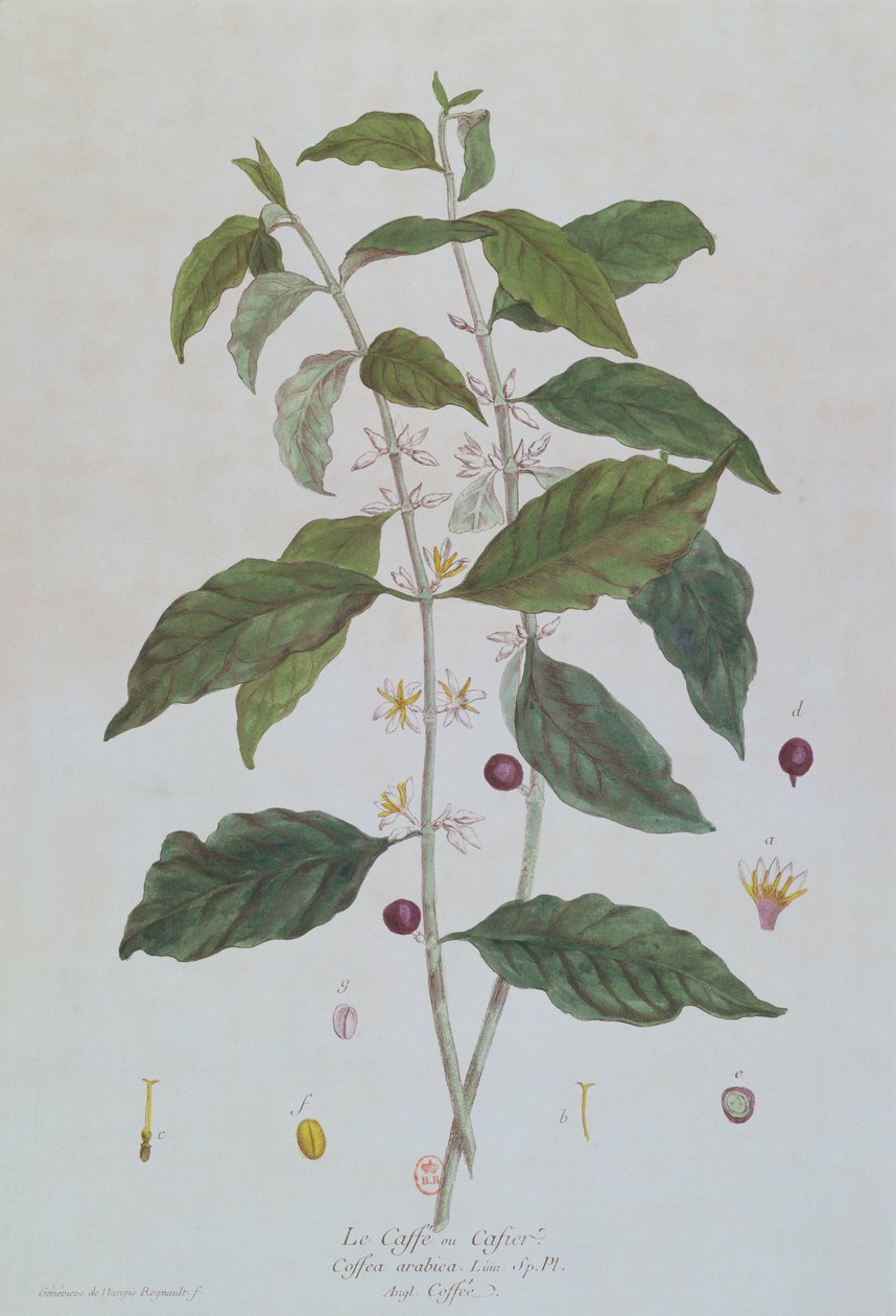 Coffea Arabica (Caffè) tavola botanica da 
