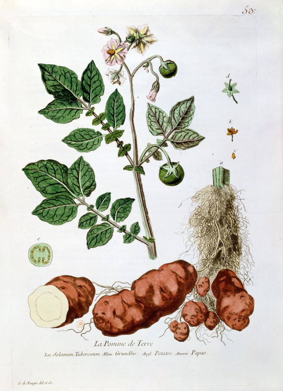 Patata, tavola botanica da 