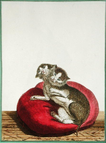 Gatto a due teste da Genevieve Regnault de Nangis