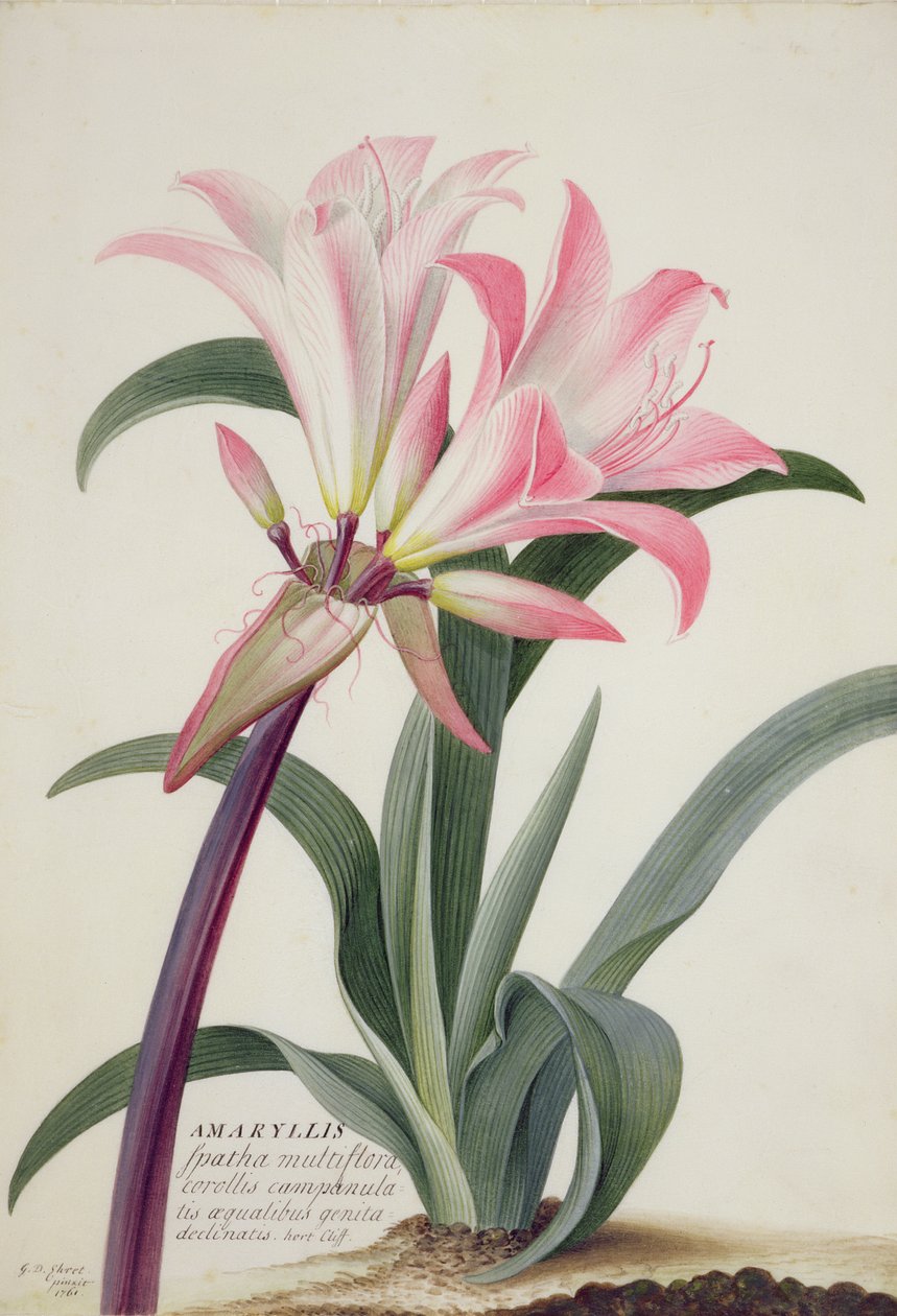 Amaryllis Belladonna, 1761 da Georg Dionysius Ehret