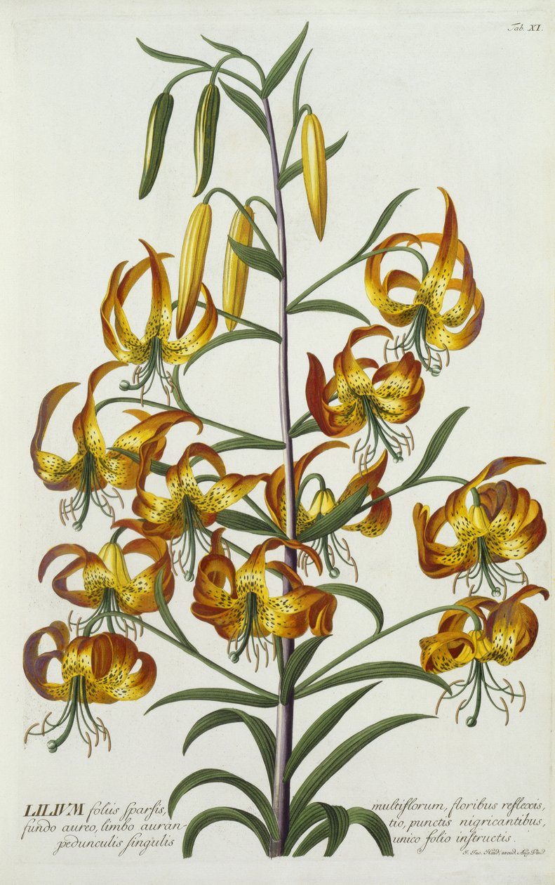 Giglio turco americano, c.1740 da Georg Dionysius Ehret
