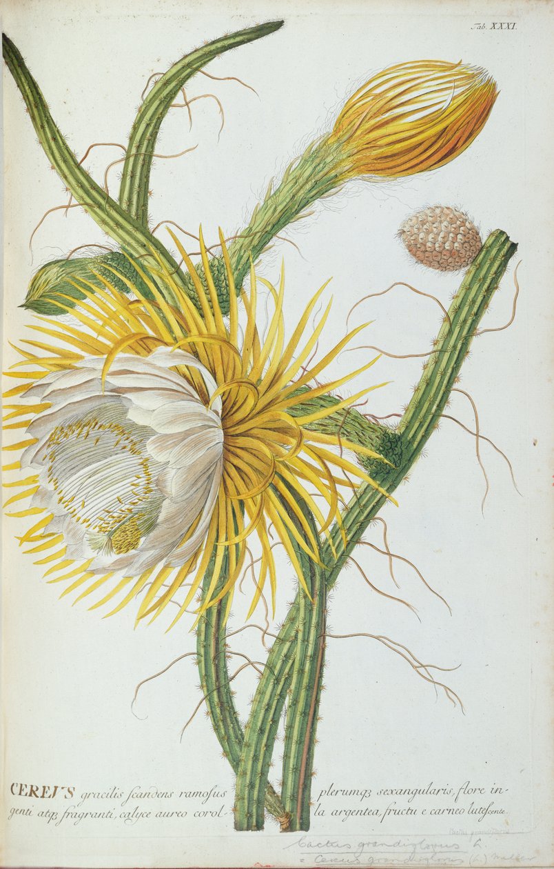 Cactus: Cereus, da 