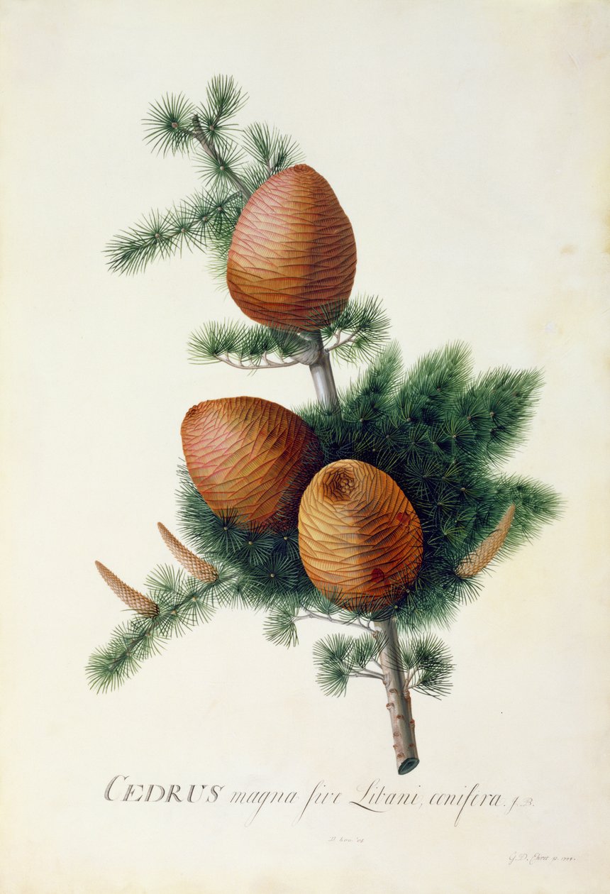 Cedrus Libani da Georg Dionysius Ehret