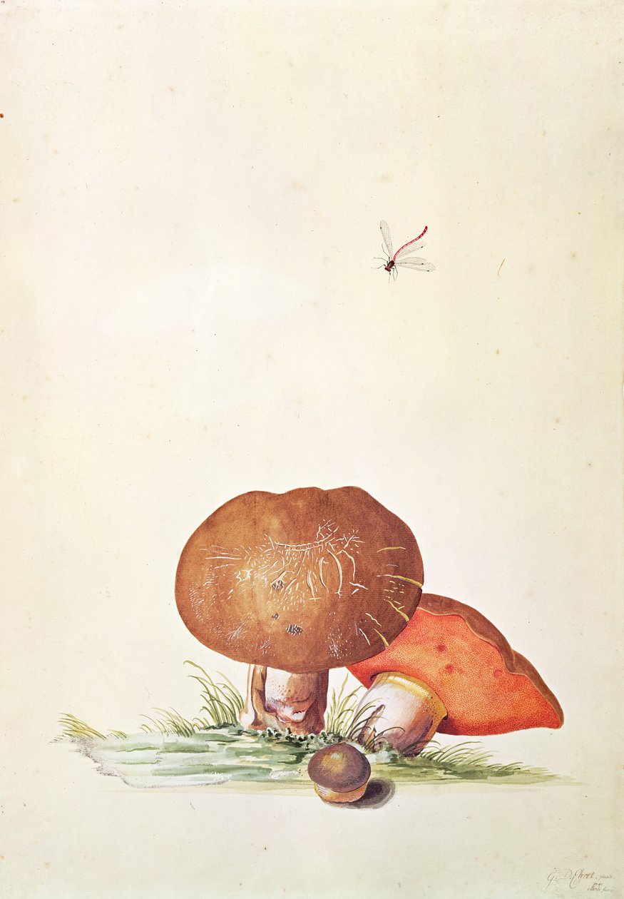 Fungo porcino con damigella da Georg Dionysius Ehret