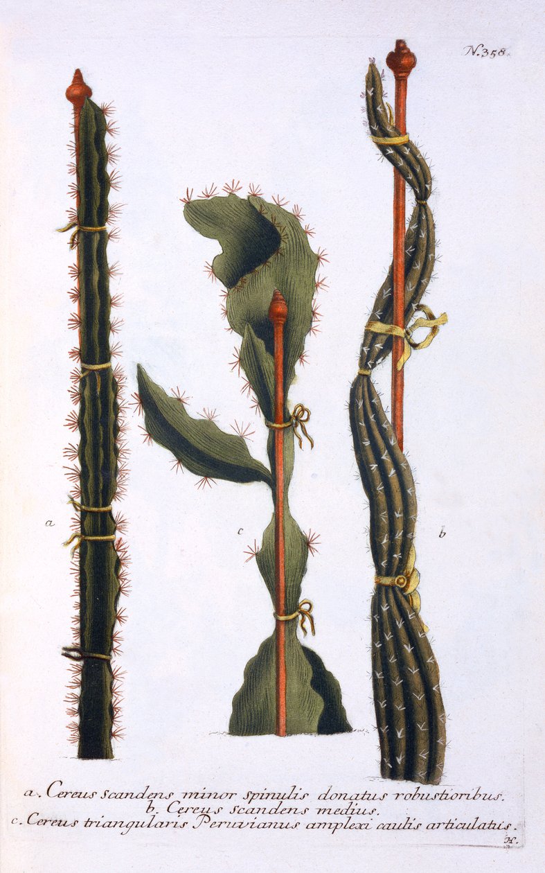 Cereus scandens minor, Cereus scandens medeus e triangularis Peruvianus, da 
