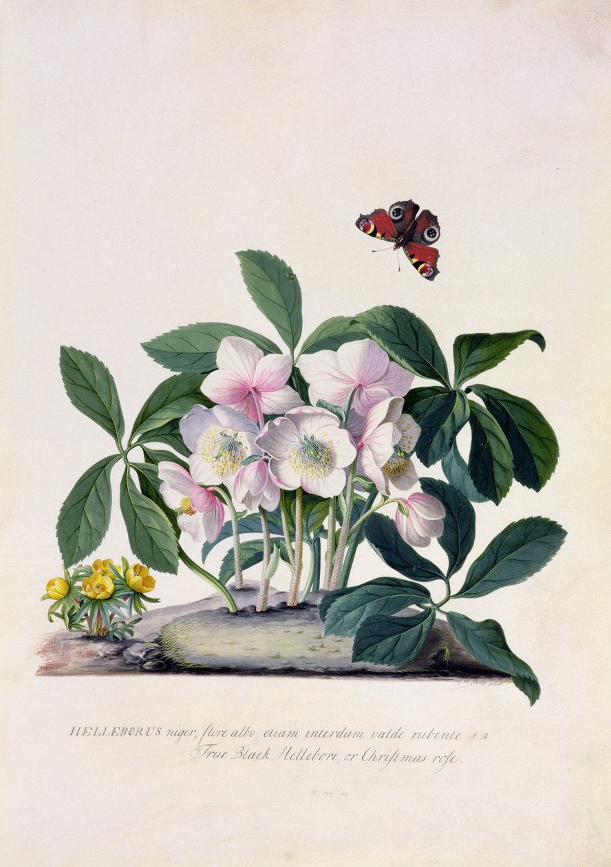 Rosa di Natale (Helleborus niger) e Aconito invernale (Eranthis hyemalis) da Georg Dionysius Ehret