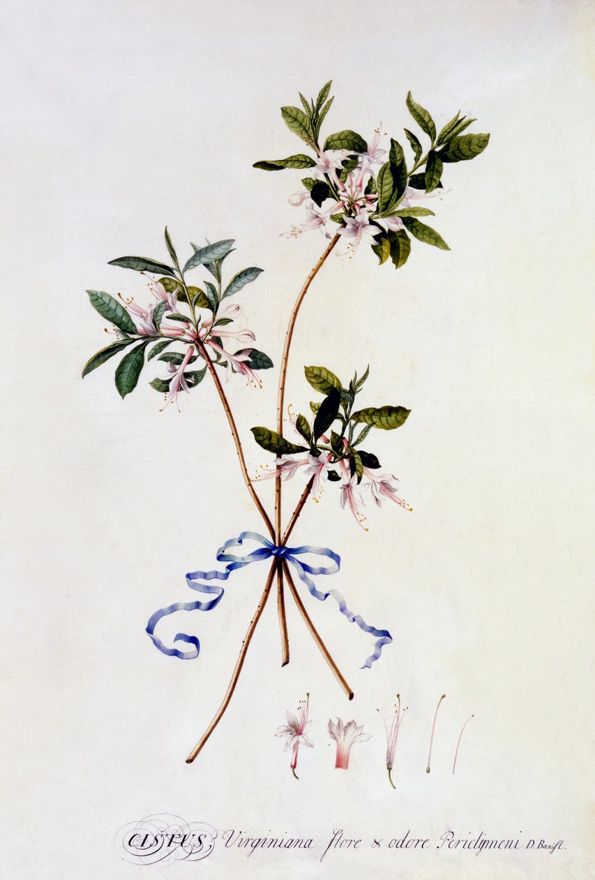 Cistus Virginiana, c.1743 da Georg Dionysius Ehret