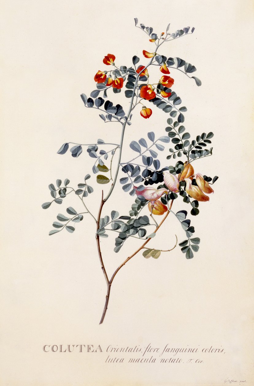 Colutea, c.1745 da Georg Dionysius Ehret