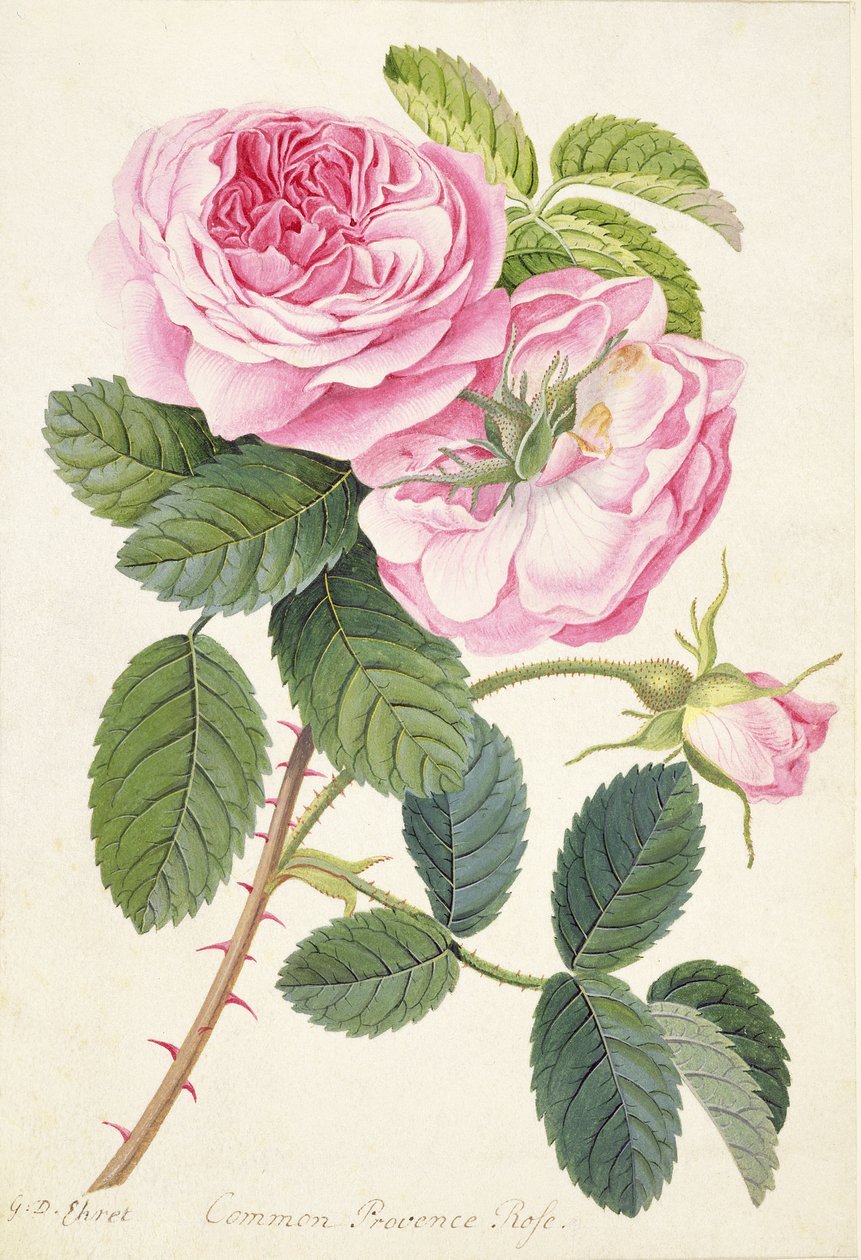 Rosa comune di Provenza da Georg Dionysius Ehret