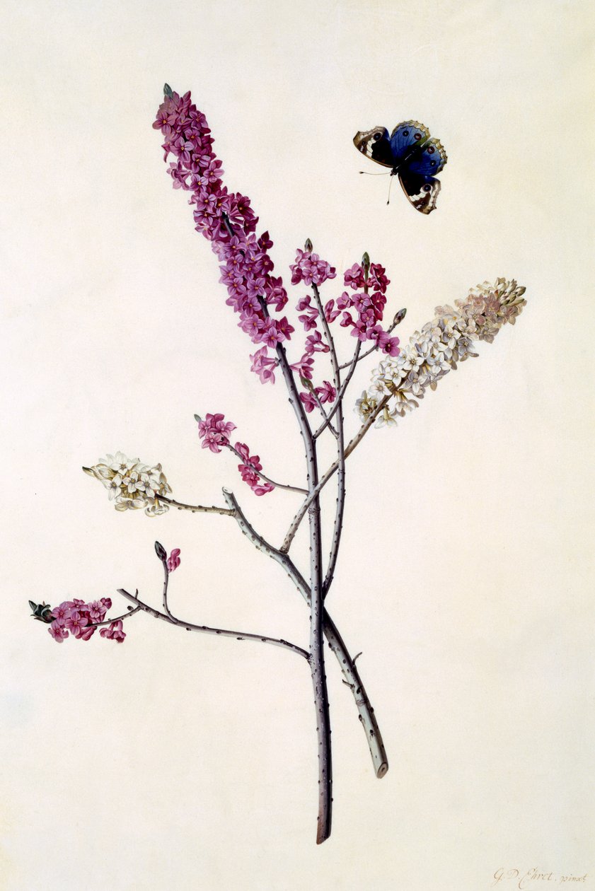 Daphne Mezereum con farfalla, c.1740 da Georg Dionysius Ehret