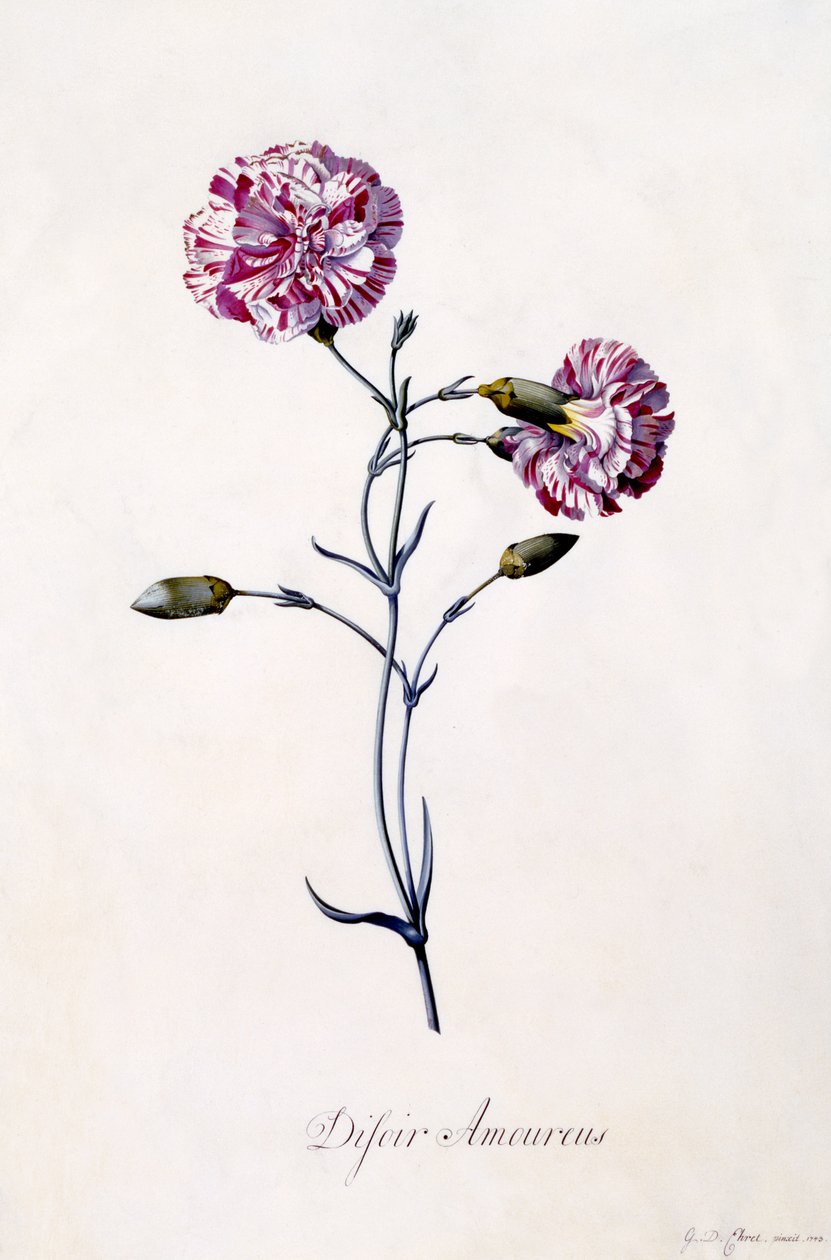 Difor amourius, Garofano, c.1745 da Georg Dionysius Ehret