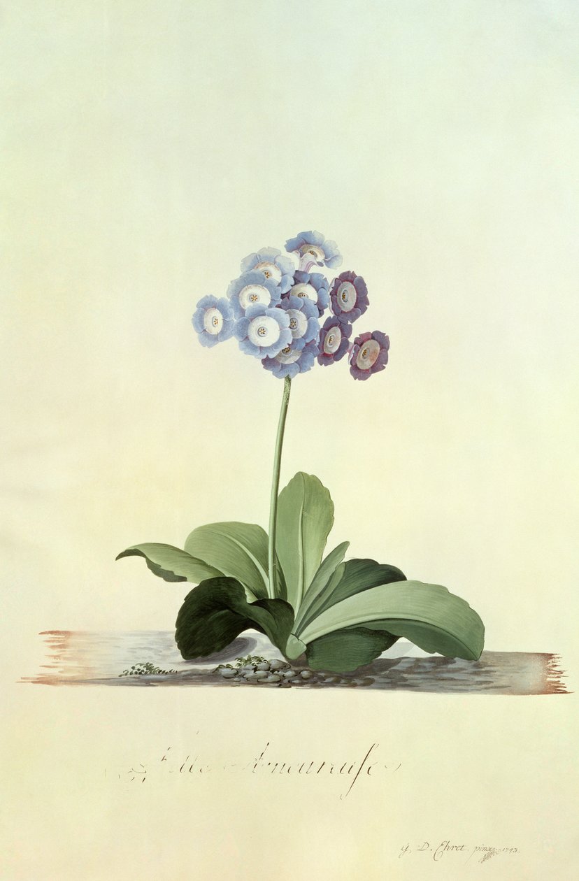 Fille Amoureuse (Auricola Blu) da Georg Dionysius Ehret