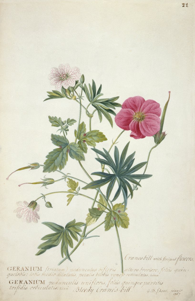 Geranio. Due steli intrecciati di specie diverse, 1767 da Georg Dionysius Ehret