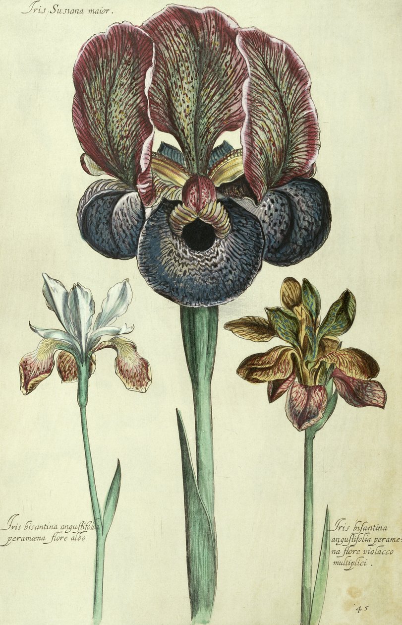 Iris susiana major e Iris bisantina angustifolia da Georg Dionysius Ehret