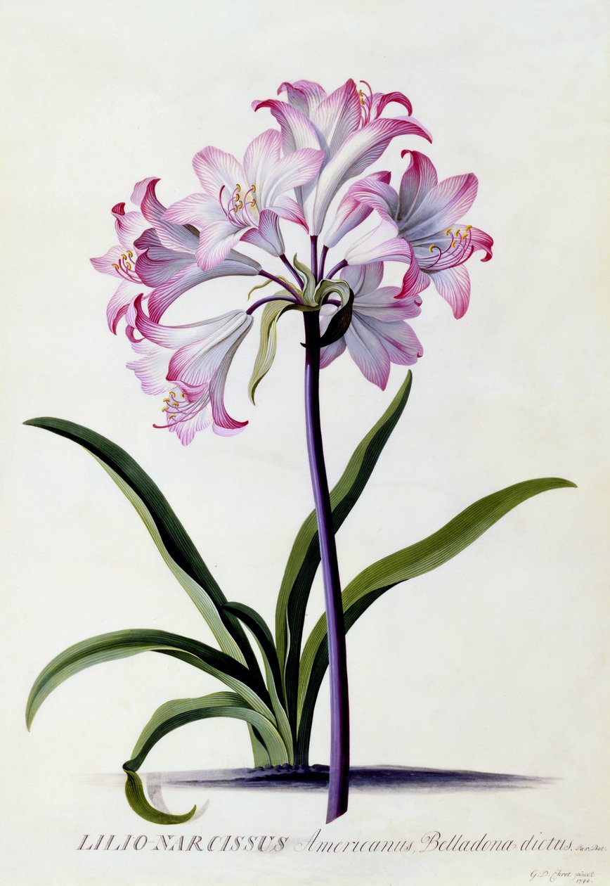 Lilio Narciso, c.1744 da Georg Dionysius Ehret