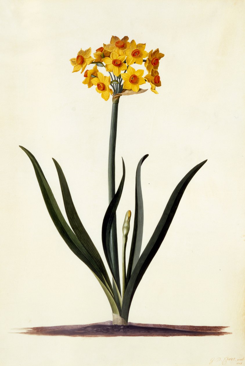 Narciso da Georg Dionysius Ehret
