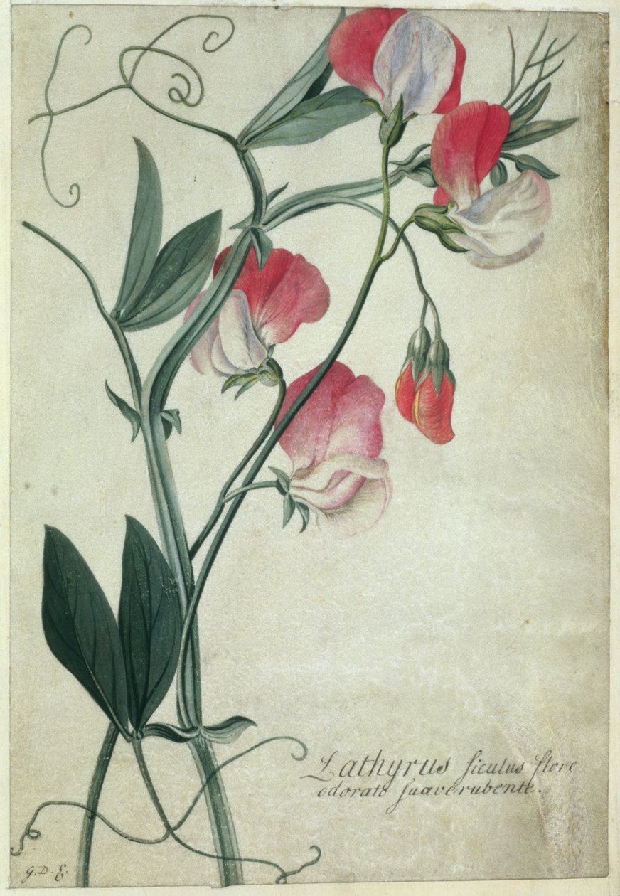 Lathyrus Siculus Flore da Georg Dionysius Ehret