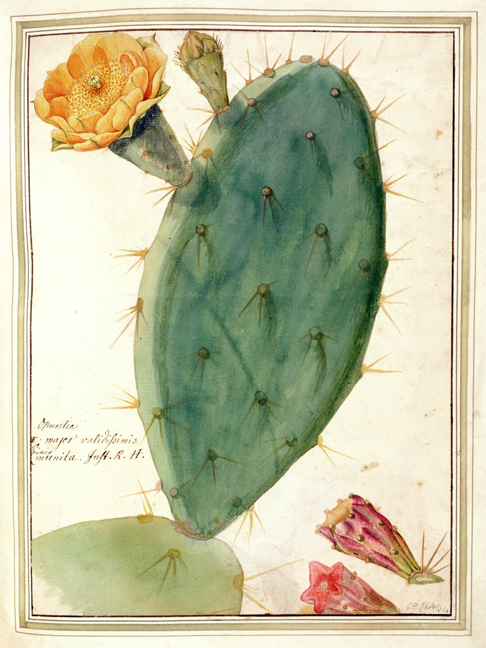 PD.115-1973. f38 (dettaglio) di Cactus con fiore arancione, c.1764 da Georg Dionysius Ehret