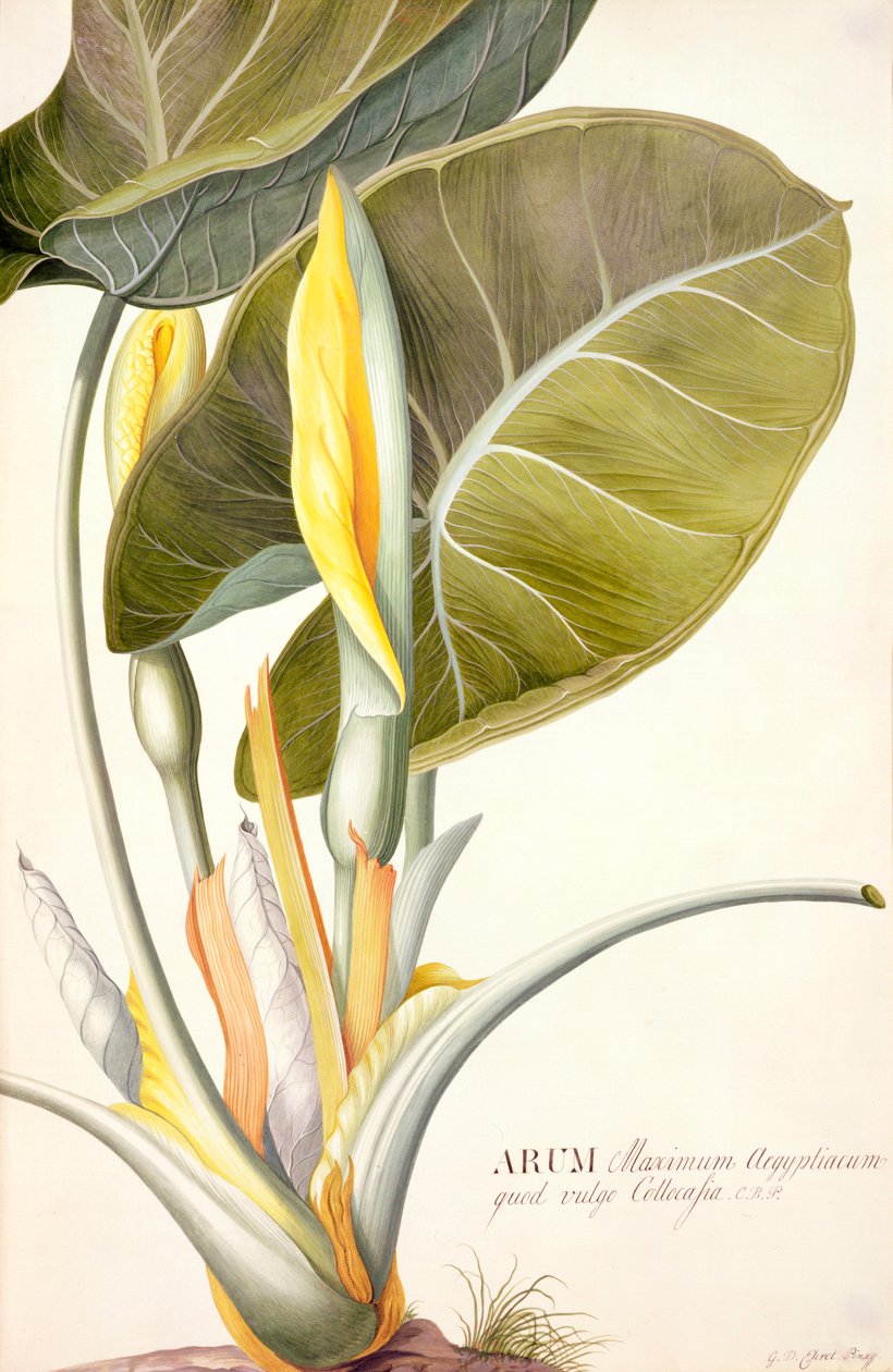Arum maximum aegyptiacum da Georg Dionysius Ehret