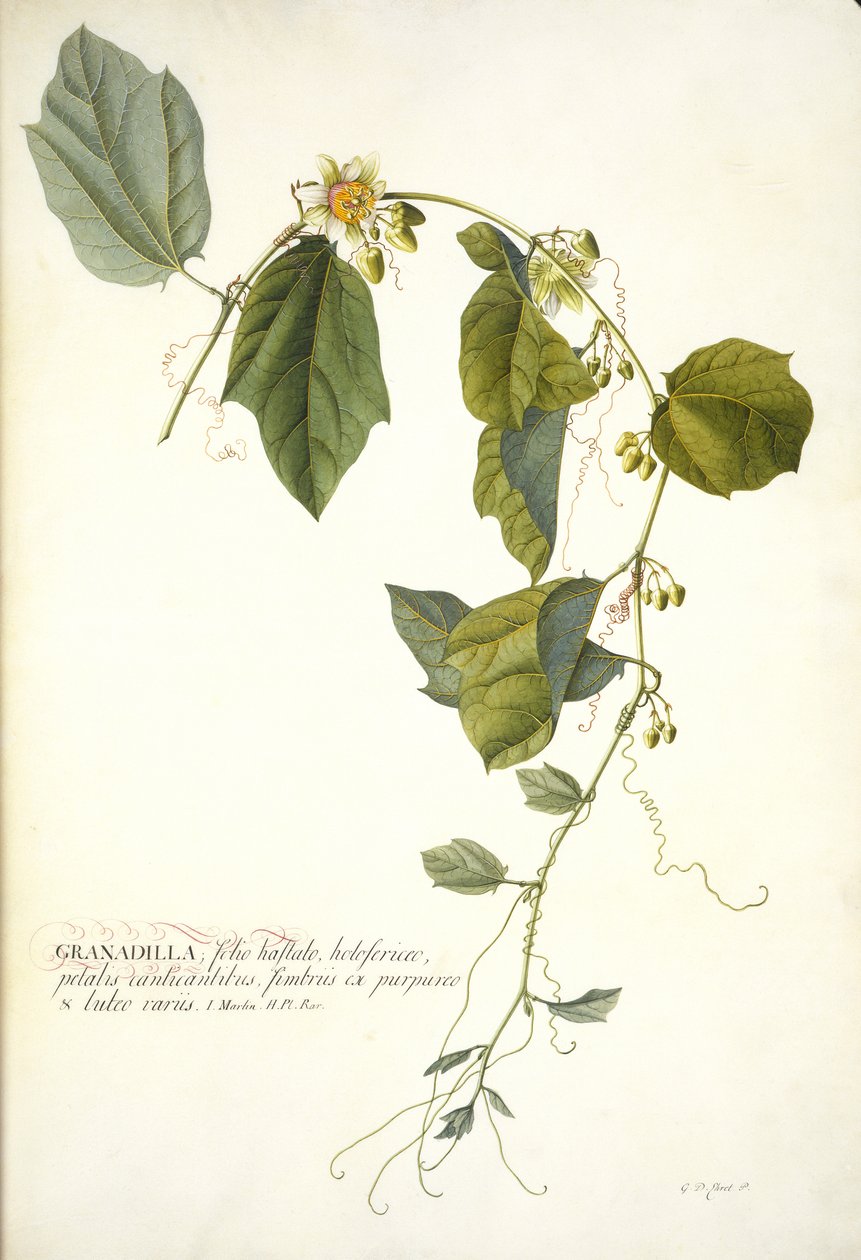 Passiflora holosericea (Fiore della Passione) da Georg Dionysius Ehret