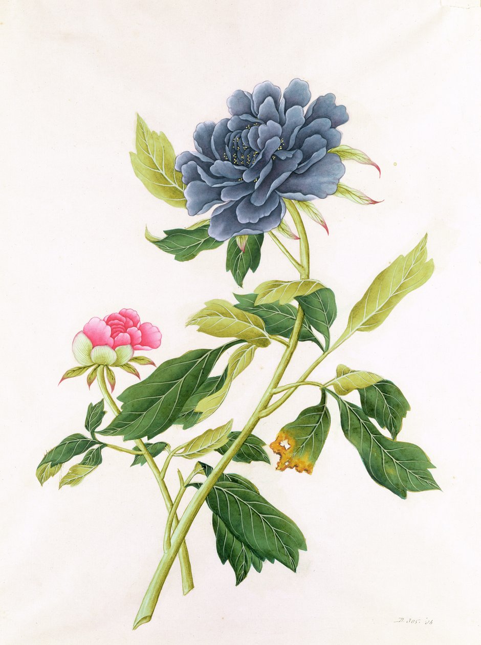 Peonia da Georg Dionysius Ehret