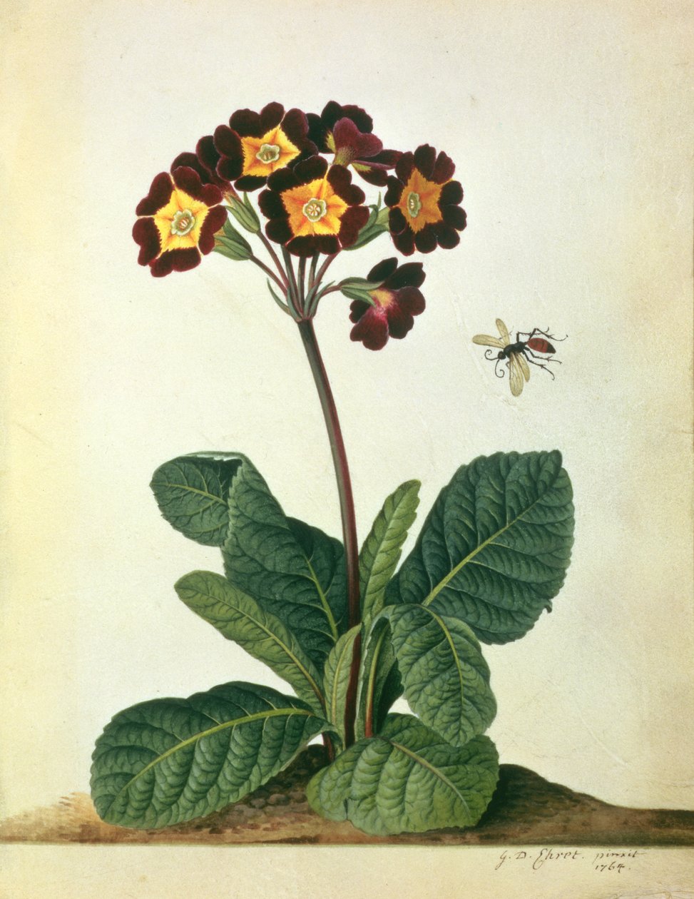 Primulaecae: un polyanthus in fiore con un insetto volante, 1764 da Georg Dionysius Ehret