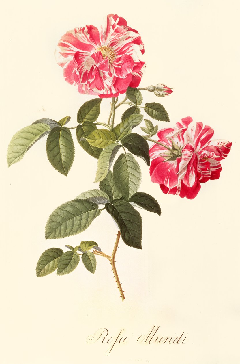 Rosa Mundi da Georg Dionysius Ehret