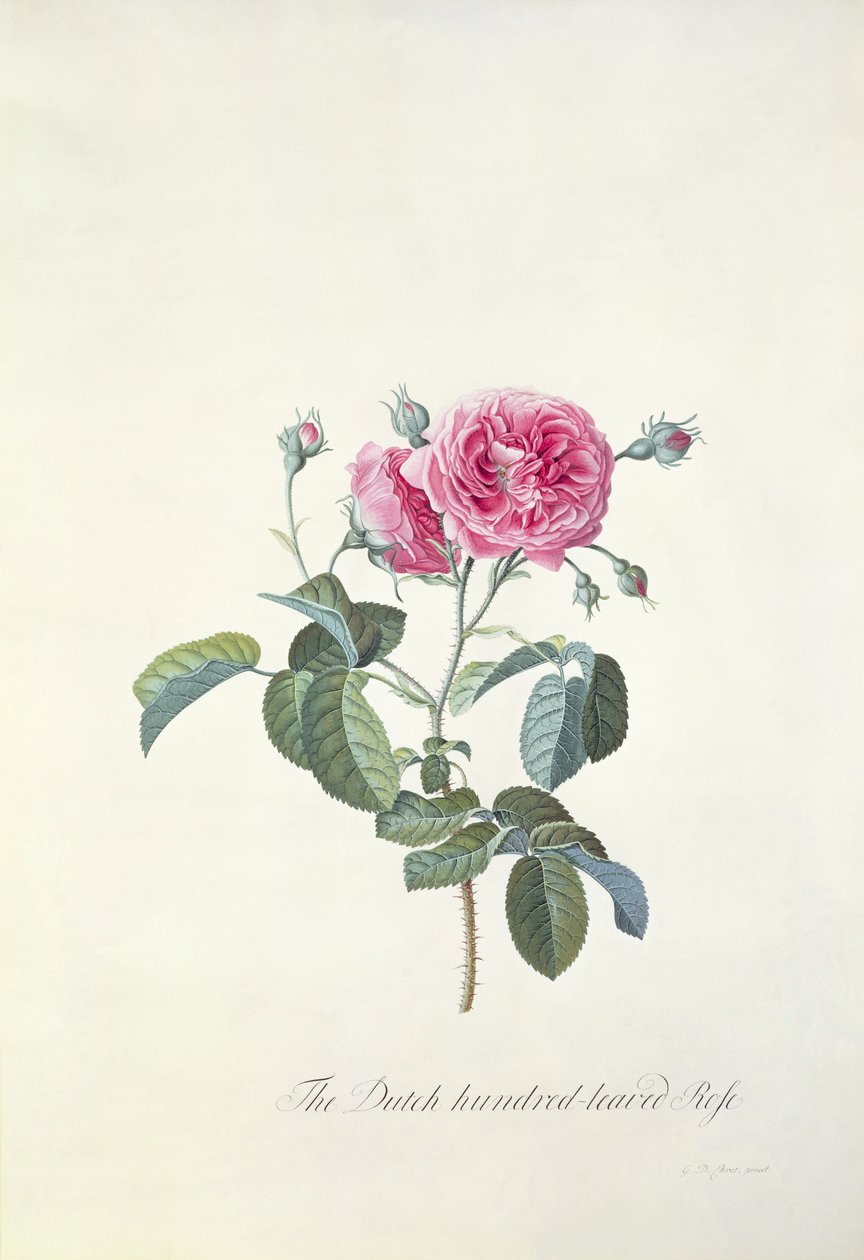 Rosa: Rosa centifolia olandese da Georg Dionysius Ehret