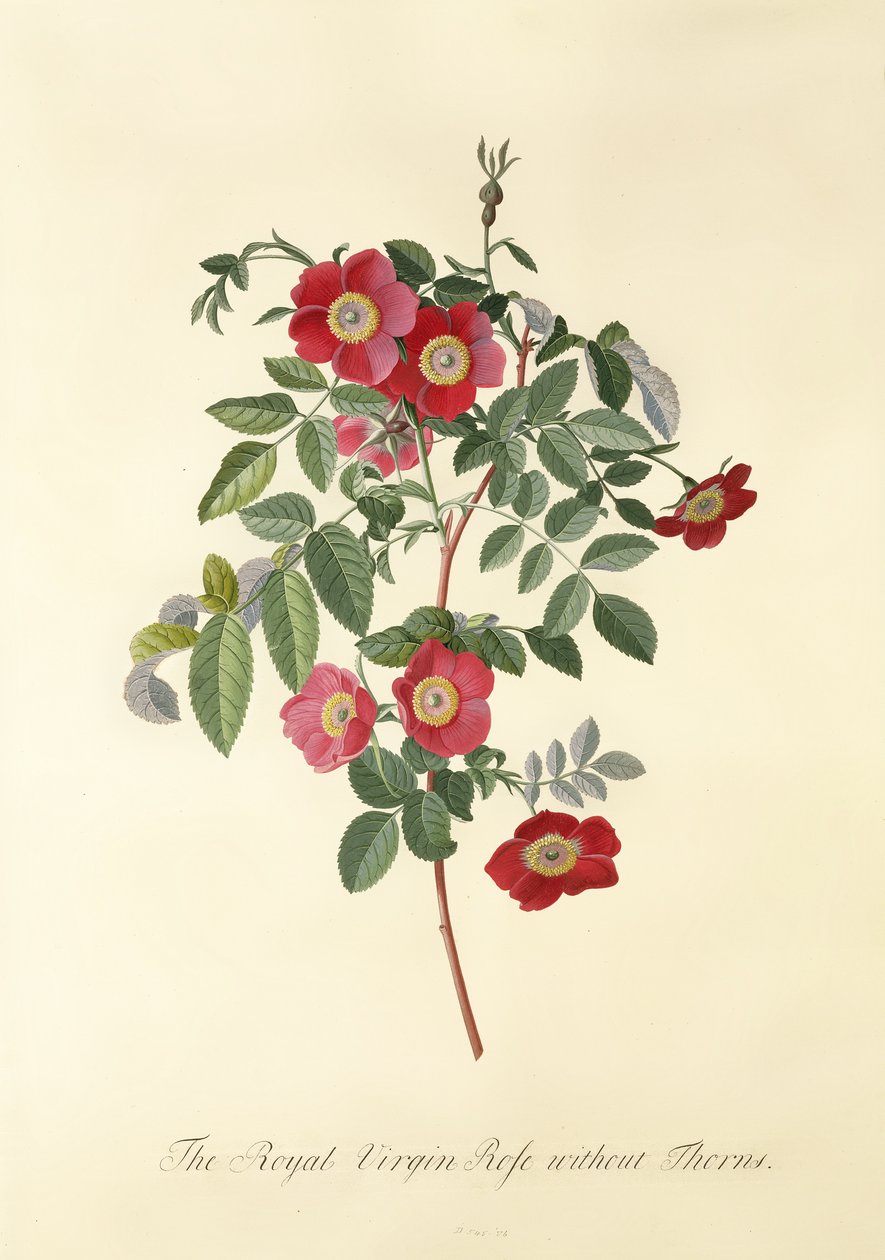 Rosa: senza spine (Rosa Vergine Reale) da Georg Dionysius Ehret