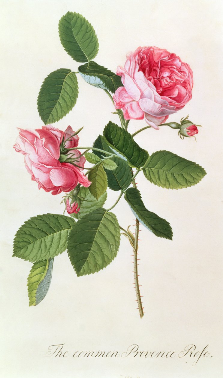 La Rosa Comune di Provenza da Georg Dionysius Ehret