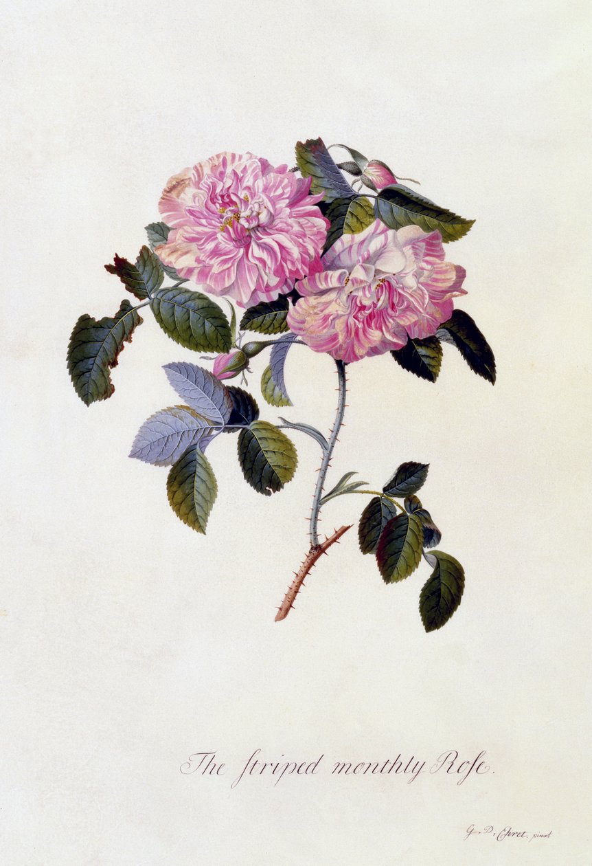 La rosa mensile a strisce da Georg Dionysius Ehret