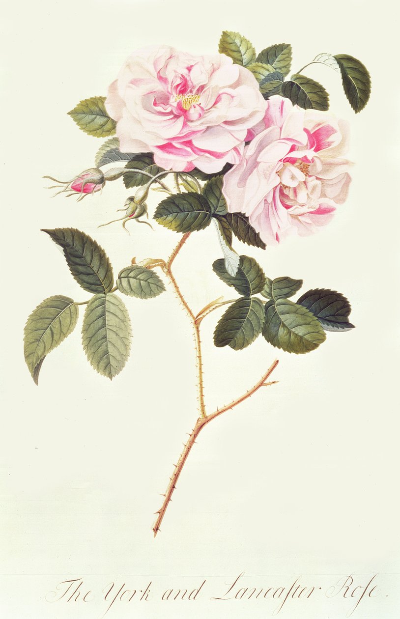 La rosa di York e Lancaster da Georg Dionysius Ehret