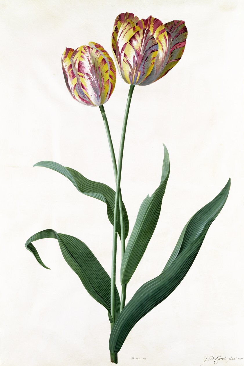 Tulipano Tulipano da Georg Dionysius Ehret