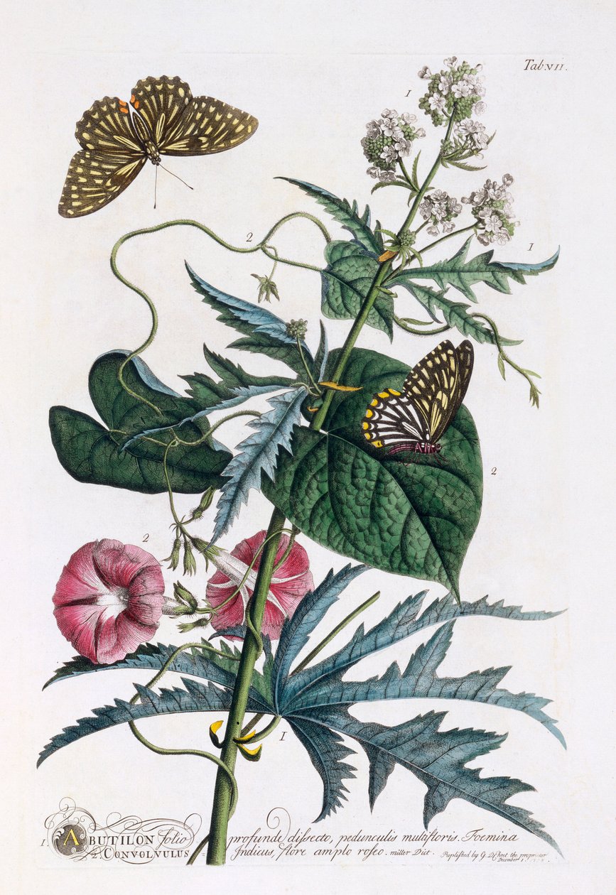 1. Abutilon, 2. Convolvulus, incisione colorata a mano da "Georg Dionysius Ehret