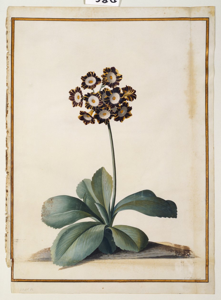 Una auricola variegata viola da Georg Dionysius Ehret