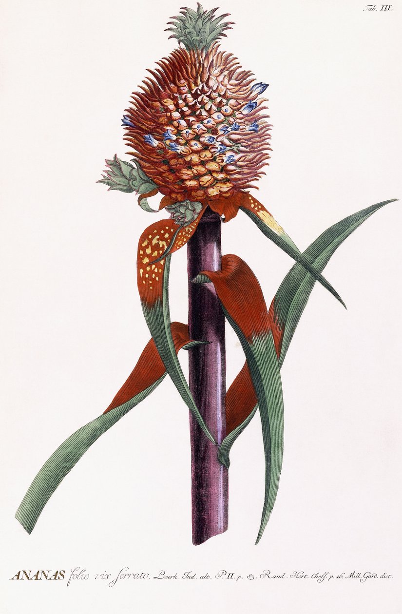 Ananas da Georg Dionysius Ehret