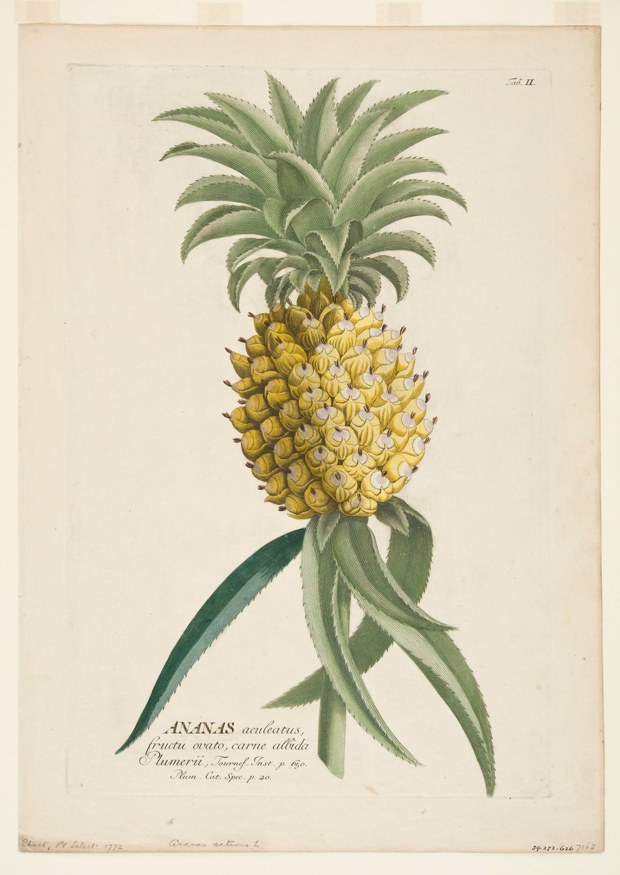 Ananas sativus, Ananas, c. 1740-1770 da Georg Dionysius Ehret