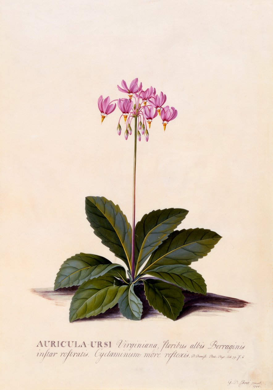 Aricula Ursi Shooting Star, c. 1744 incisione colorata a mano da "Georg Dionysius Ehret