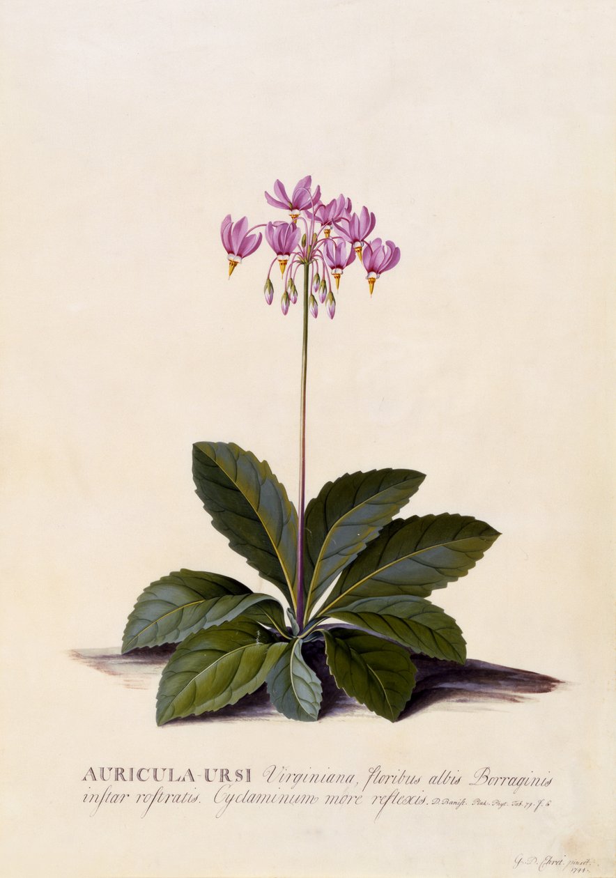 Aricula ursi, Stella Cadente, c.1744 (incisione colorata a mano) da Georg Dionysius Ehret