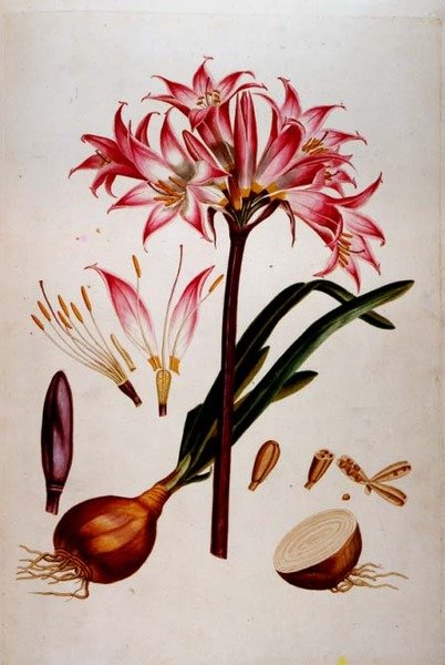 Tavola botanica da 