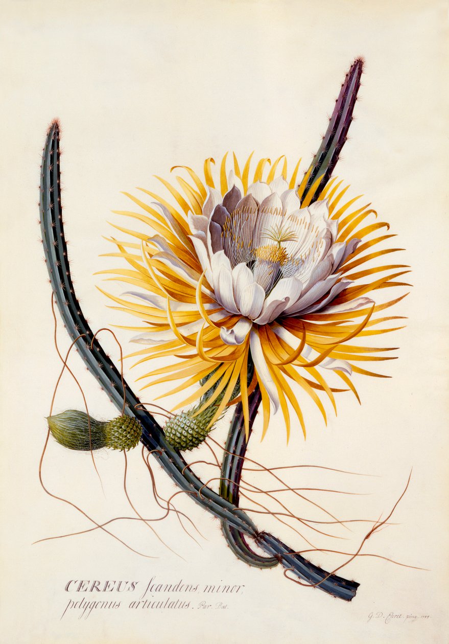 Cereus Regina della Notte, incisione colorata a mano da "Georg Dionysius Ehret