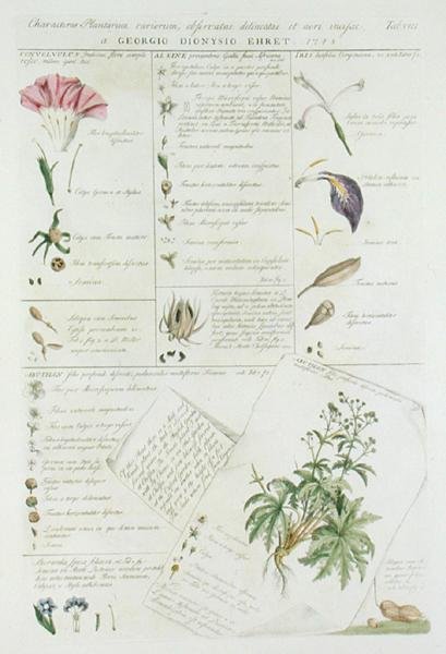 Caratteri dei fiori, da 