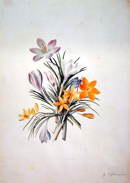 Mazzo di crochi da Georg Dionysius Ehret