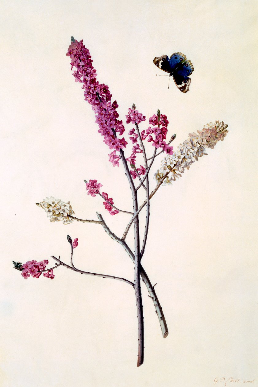 Daphne Mezereum con farfalla da "Georg Dionysius Ehret