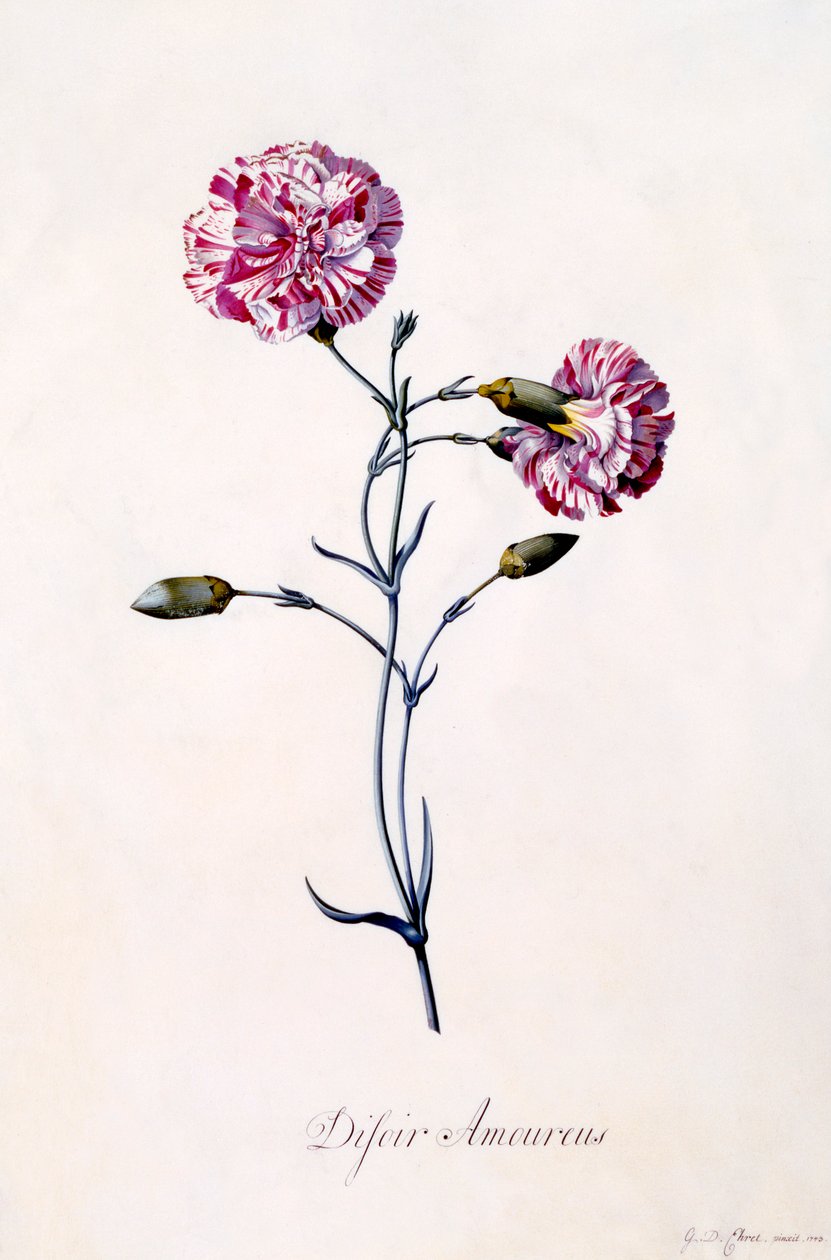 Difor Amourius Garofano, c. 1745 incisione colorata a mano da "Georg Dionysius Ehret
