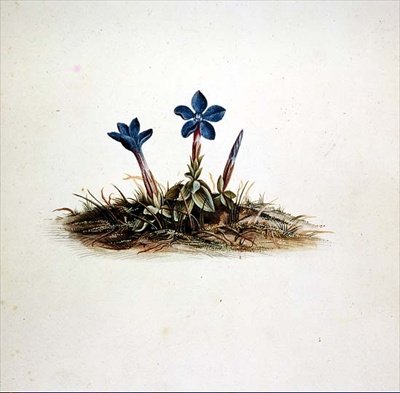 Genziana da Georg Dionysius Ehret