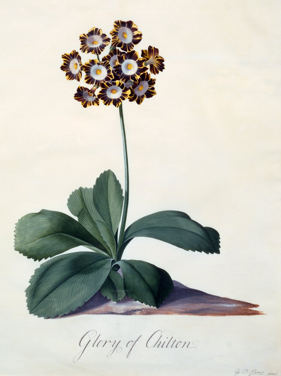 Gloria di Chilton (incisione colorata a mano) da "Georg Dionysius Ehret