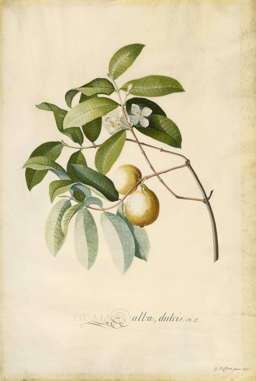 Guava da Georg Dionysius Ehret