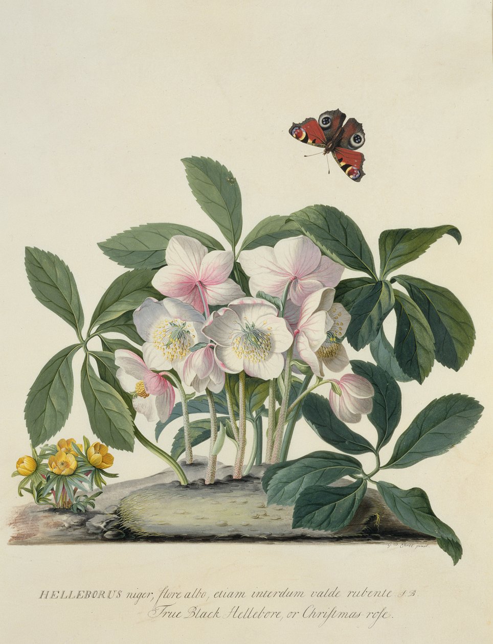 Elleboro Nero da Georg Dionysius Ehret