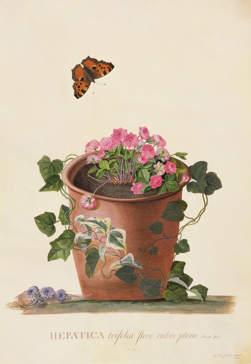 Hepatica trifolia (Nobilis), 1745 da Georg Dionysius Ehret